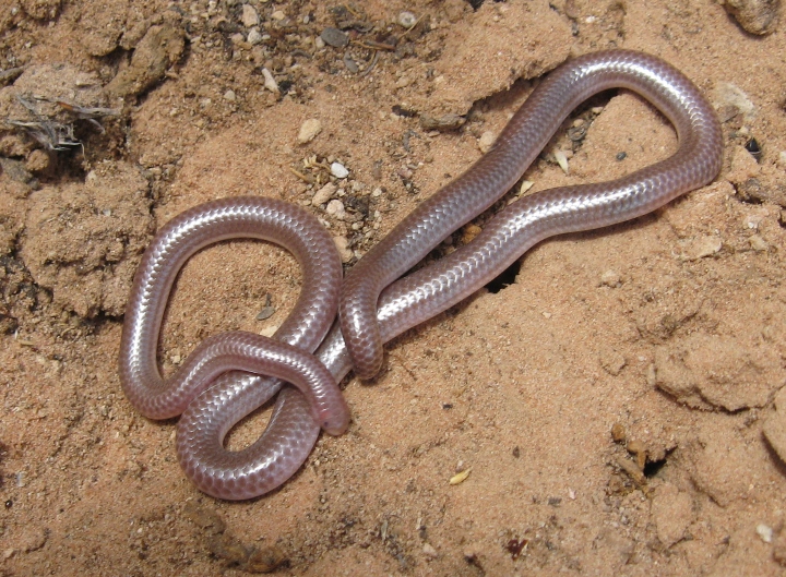 Western Blind Snake